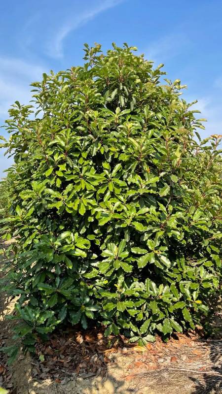 3米中华石楠 2-5米中华石楠本石楠基地-度小视