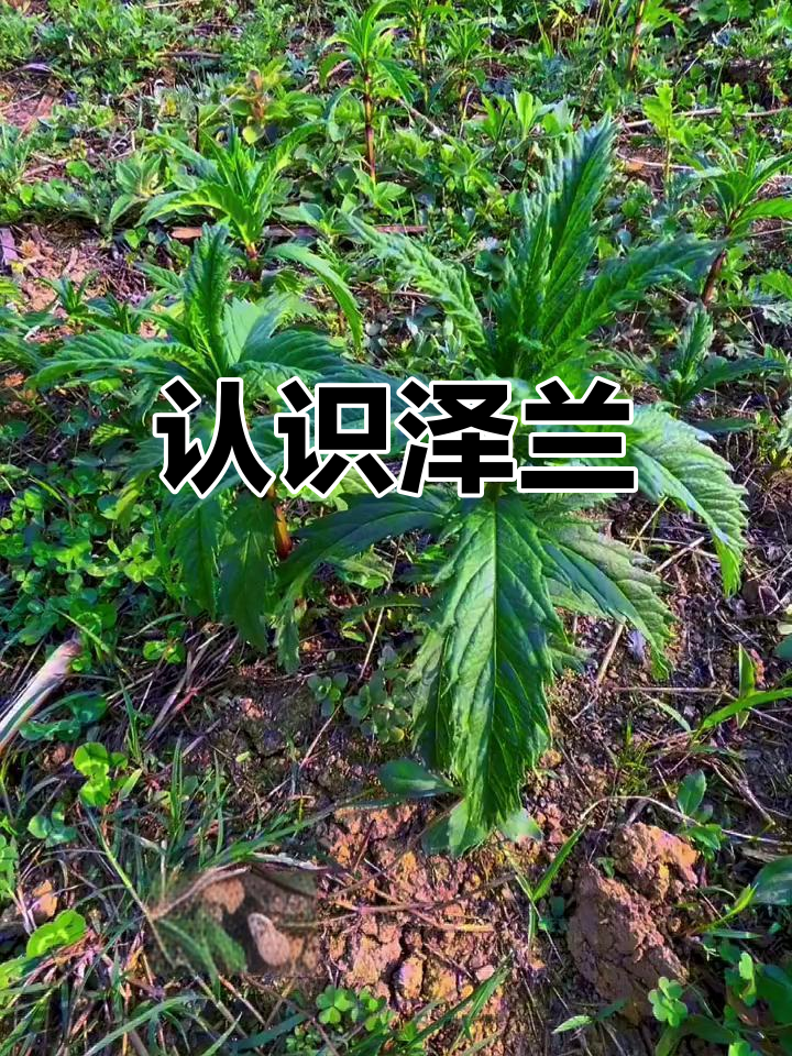 泽兰:野生草本植物揭秘