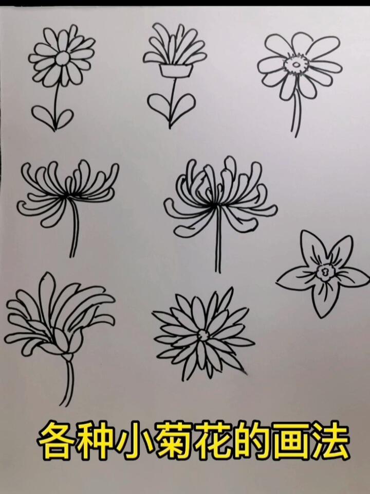 菊花简单画法一步一步图片