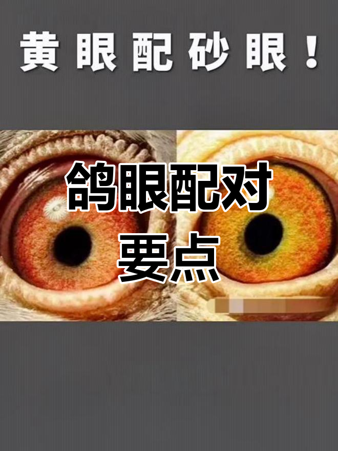 鸽子眼砂图解图片