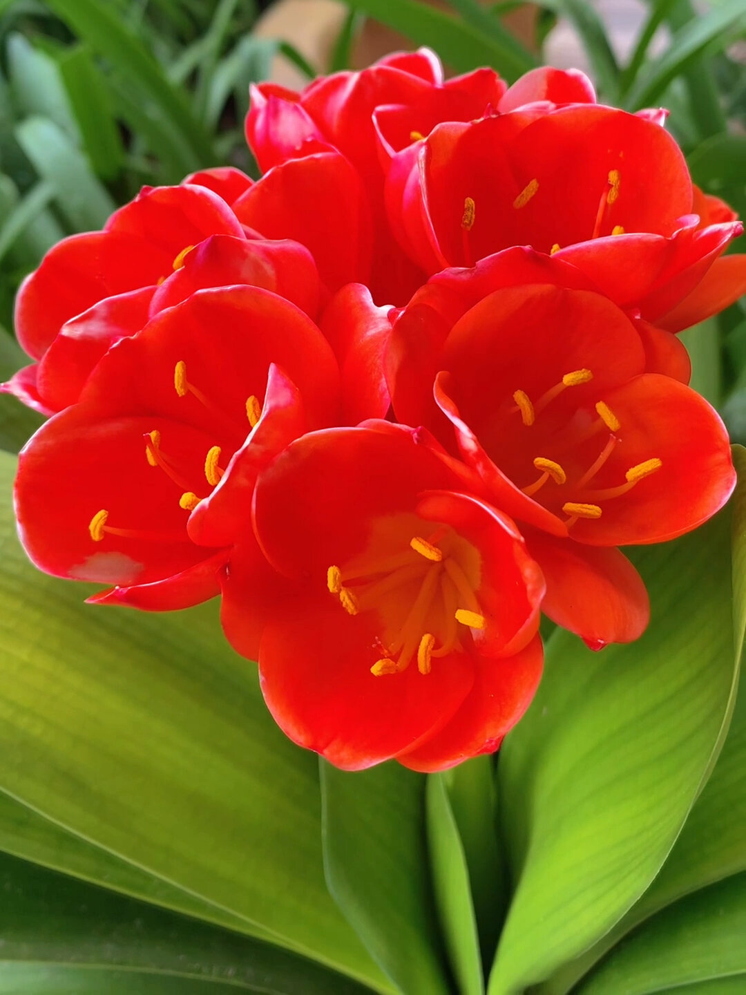 君子兰,宽叶品种,花朵红色,香味浓郁