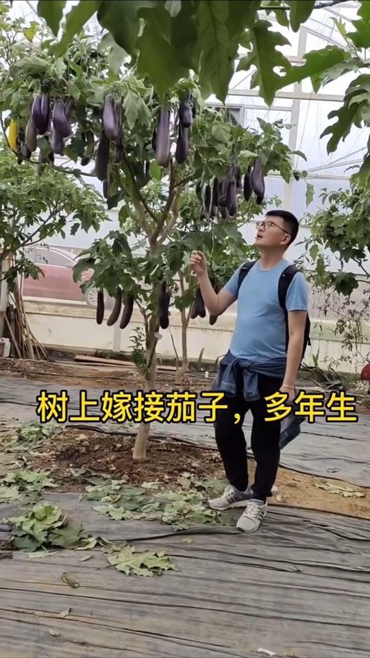 野茄是多年生木本植物,大棚种植一年4季可丰产,适合大型种植户,大家