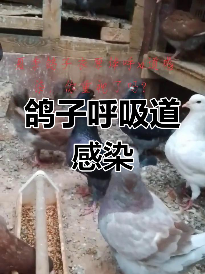 夏季鸽子常见病症,上呼吸道感染症状解析