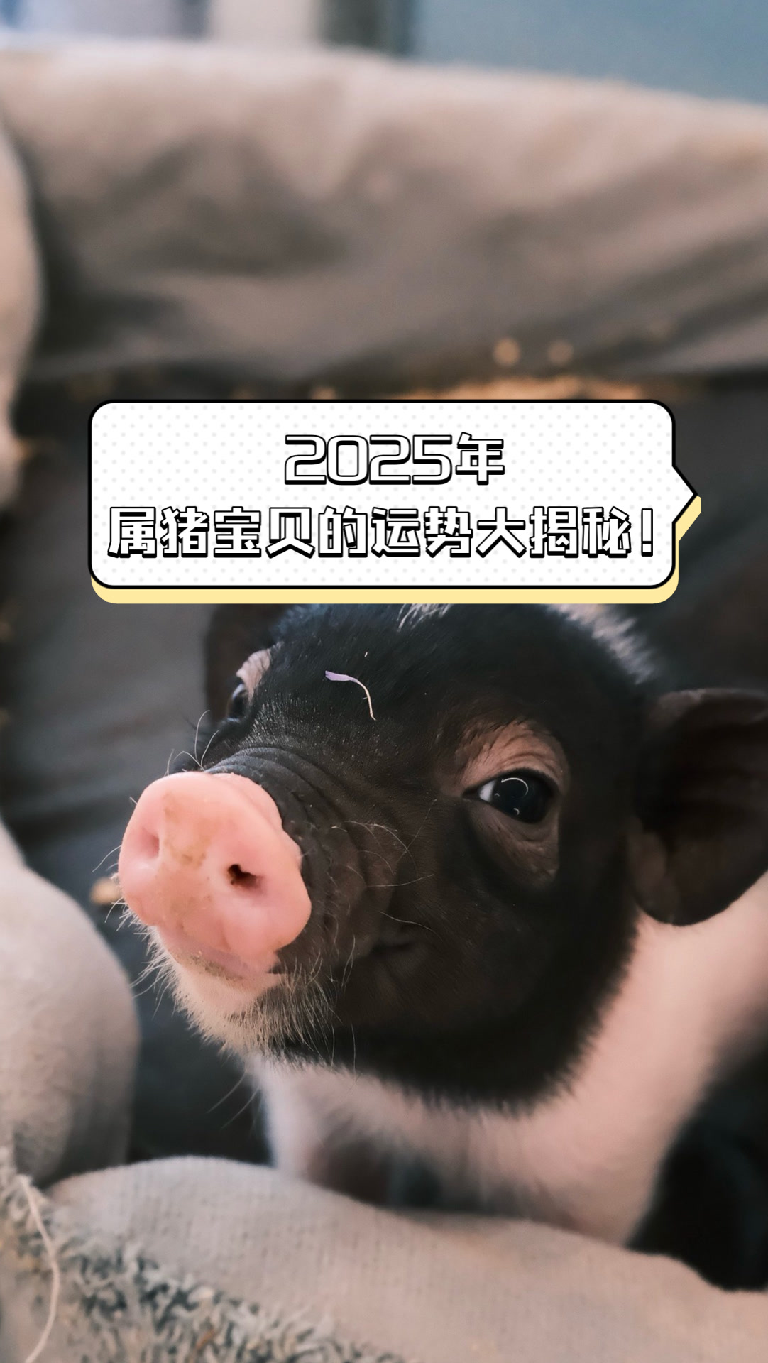 2025年生肖运势猪真假(猪2025年运势完整版)