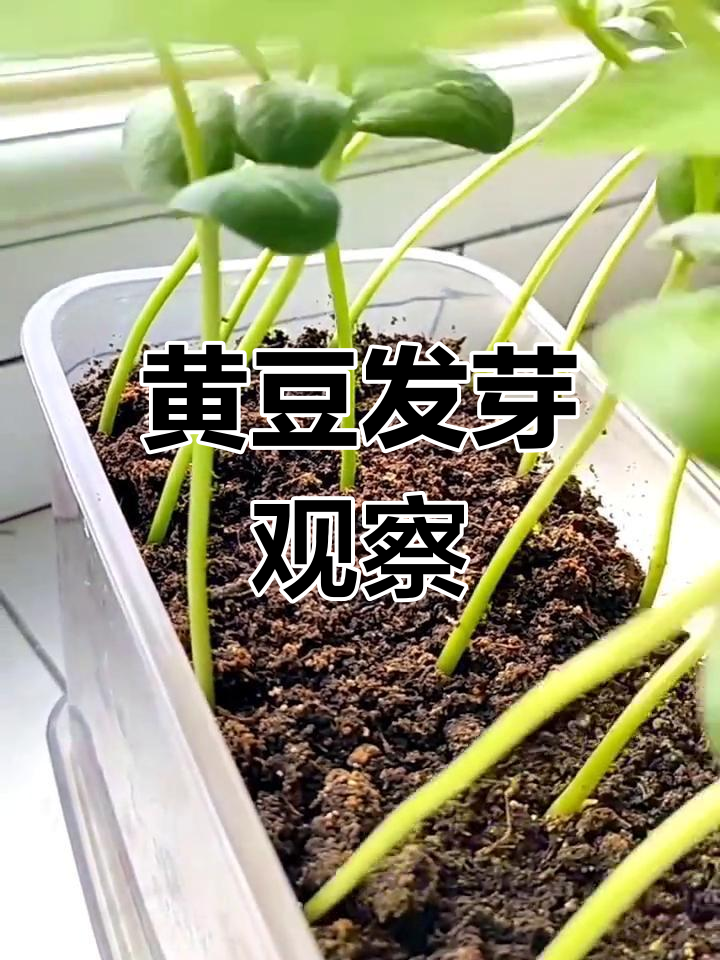 黄豆发芽过程大揭秘,根系清晰可见