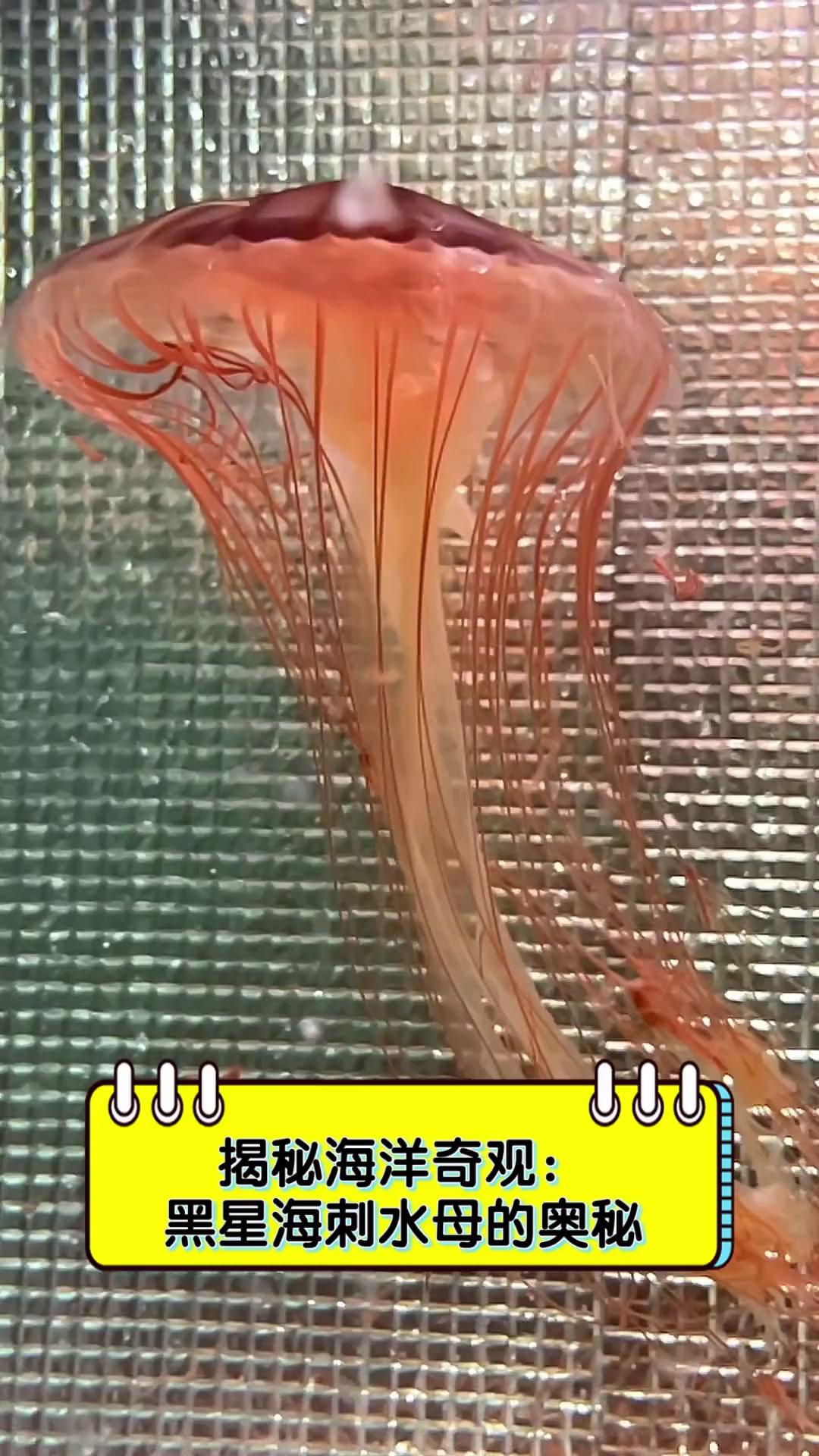 揭秘海洋奇观:黑星海刺水母的奥秘