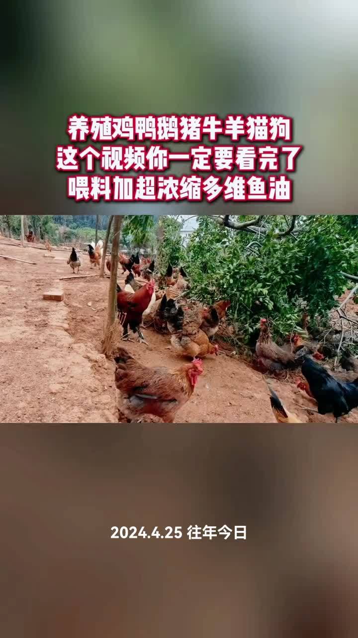 创业养鸡能赚钱吗(创业养鸡能赚钱吗知乎)