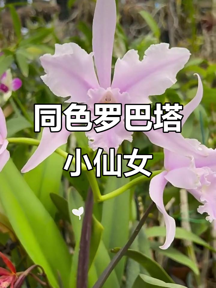 小仙女本仙,同色罗巴塔魅力十足