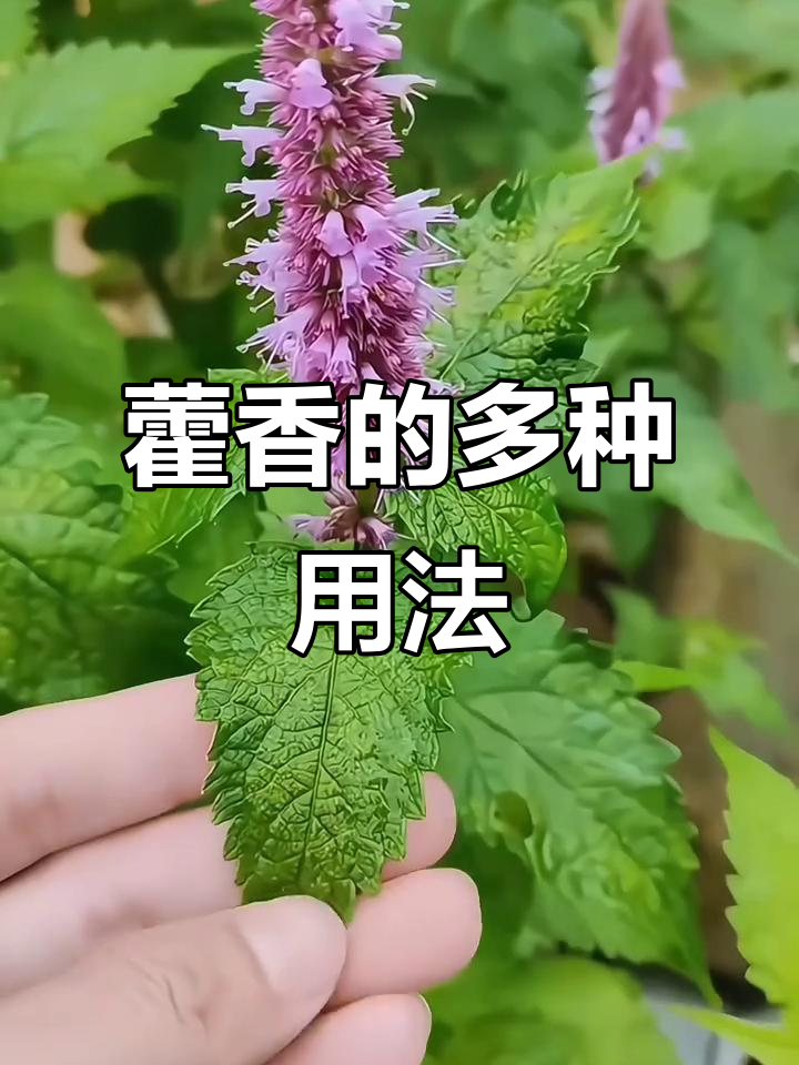 藿香香气扑鼻,煎鱼凉拌皆宜,汤料也十分美味