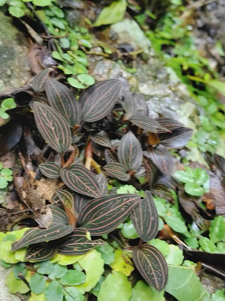 石上藕,在悬崖石头上才有,很难遇到