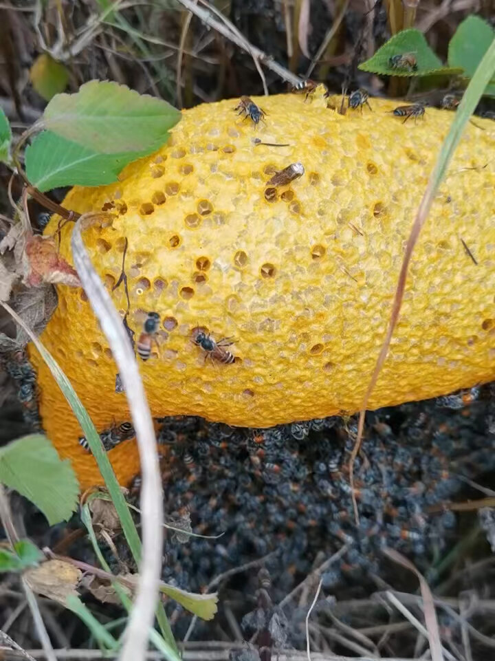 云南野生小挂蜜