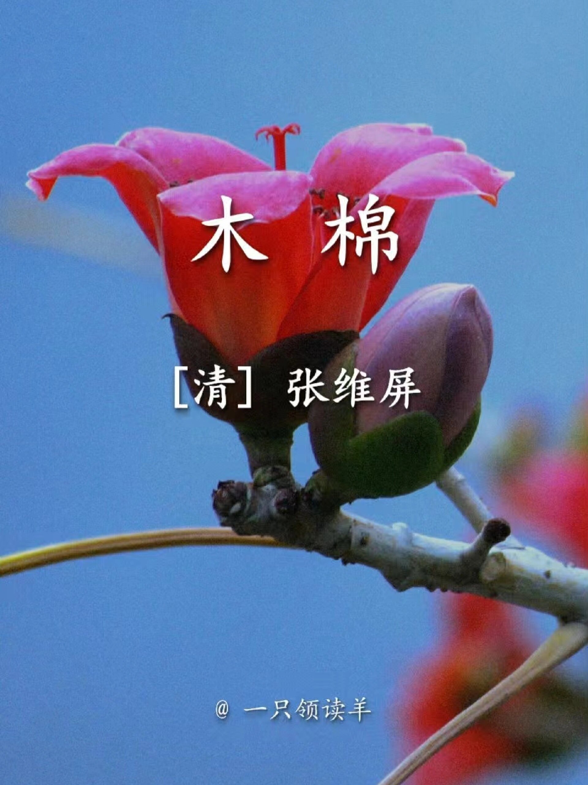 《木棉》清·张维屏