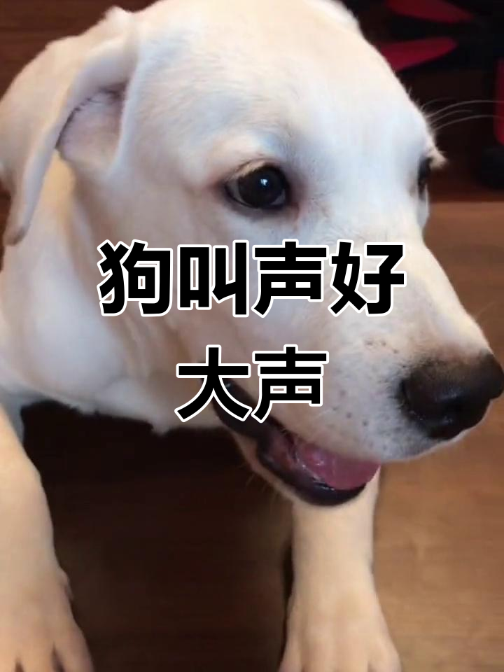 狗狗学习叫唤,声音超大