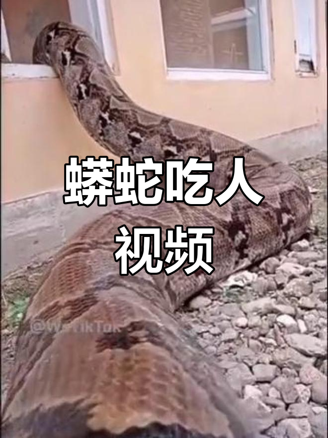 蟒蛇吞食人肉,胆战心惊的真实画面