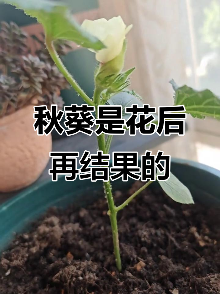 秋葵竟然先开花后结果,真有趣!