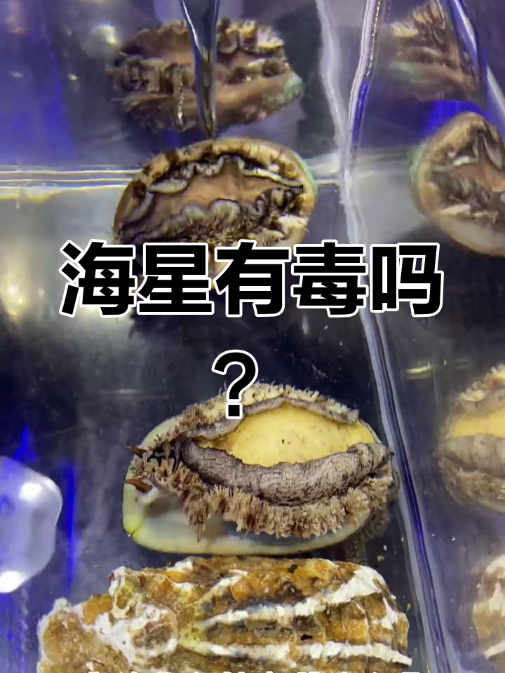 这只海星到底有没有毒?看起来有点危险