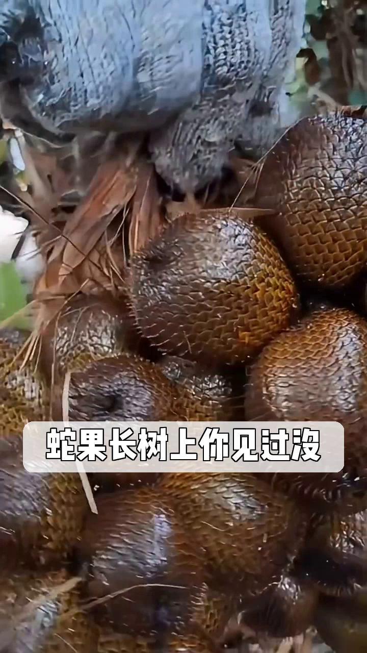 蛇果长树上你见过没