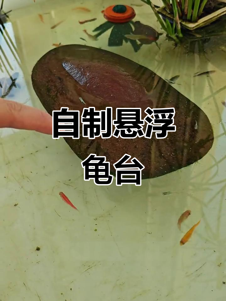 乌龟悬浮晒台diy,创意十足!