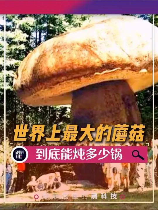 那么这么大的蘑菇,到底能炖多少锅?蘑菇奥氏蜜环菌菌群 小鸡炖蘑菇
