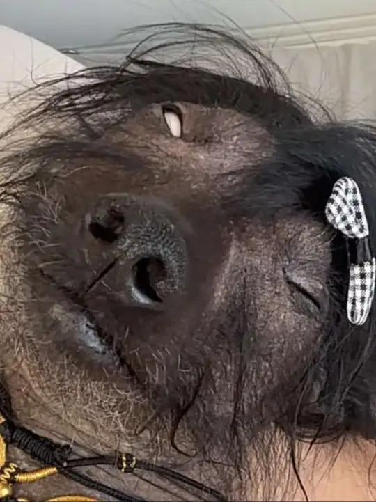 最丑的狗:最大的遗憾就是没给你生个一儿半女