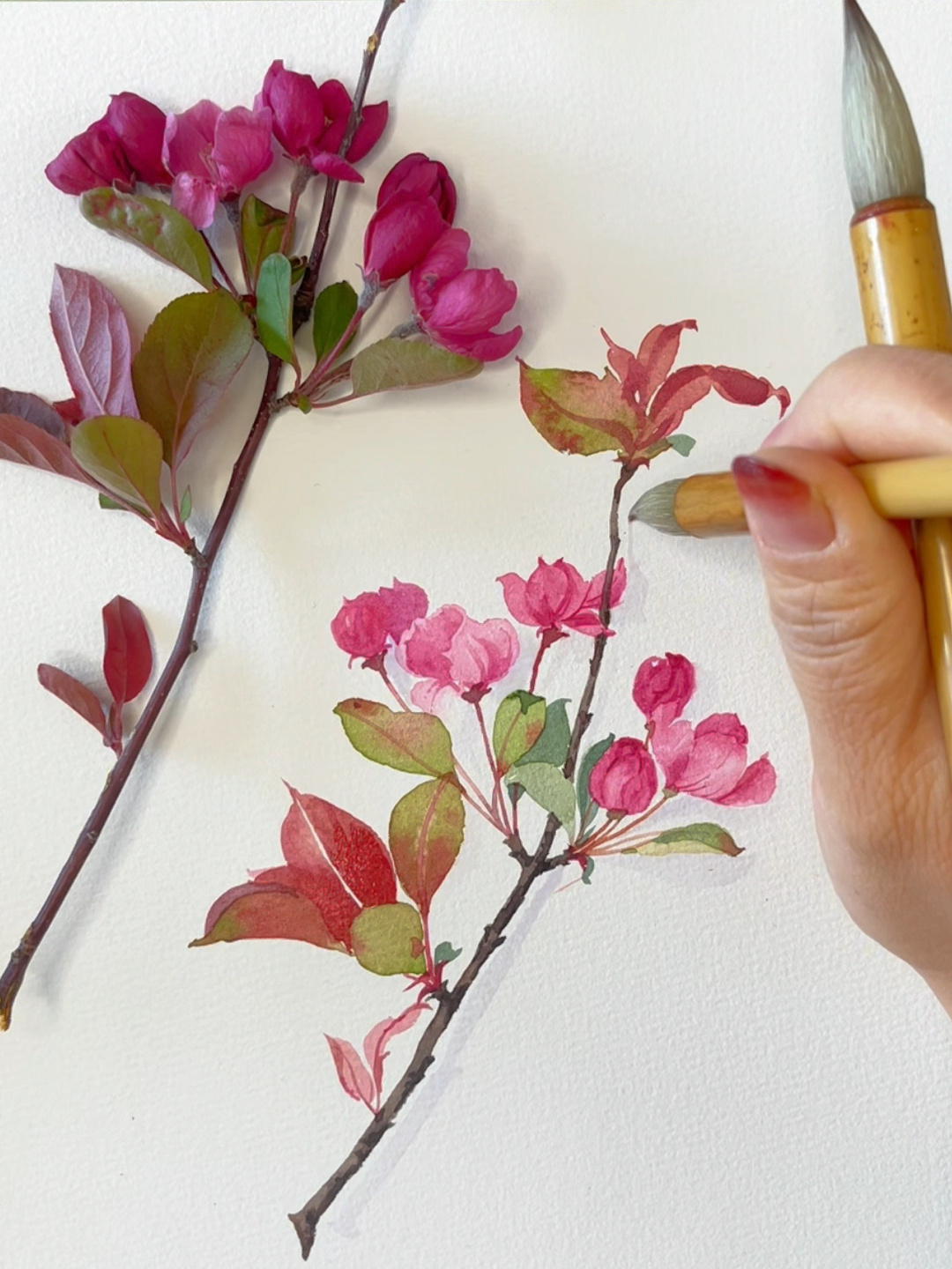 水彩花卉|垂丝海棠