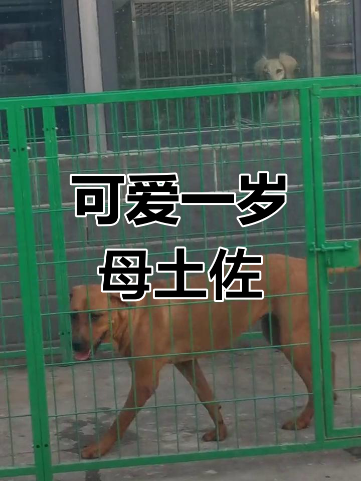 一岁母土佐犬,血统优良但体型适中