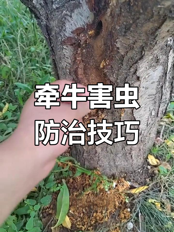 牵牛幼虫对果树的危害与防治方法