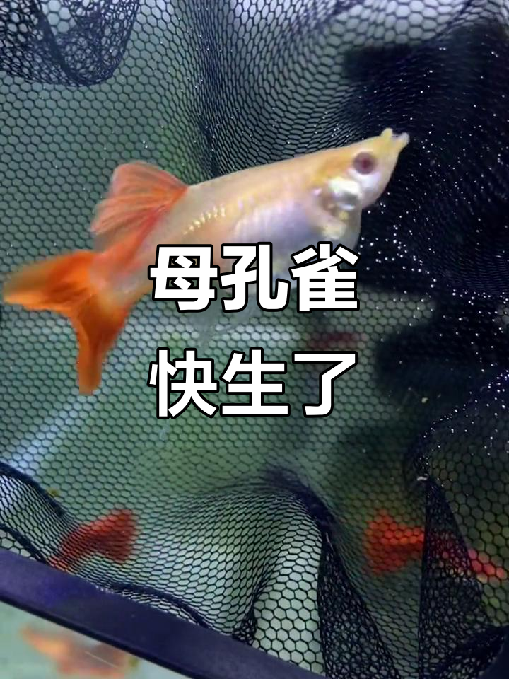 母孔雀鱼即将下崽,肛门凸起明显!