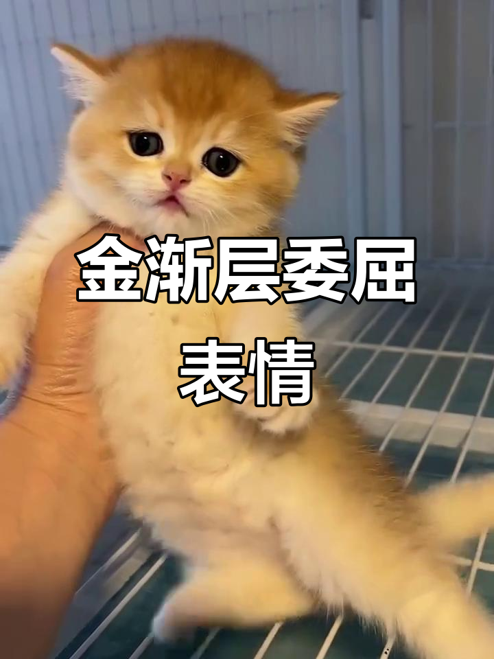 英长金渐层委屈眼神,萌宠可爱瞬间