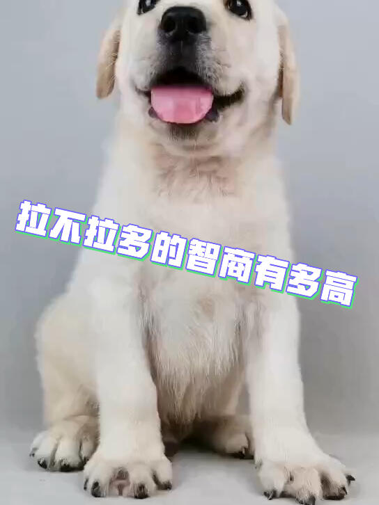 拉不拉多的智商有多高