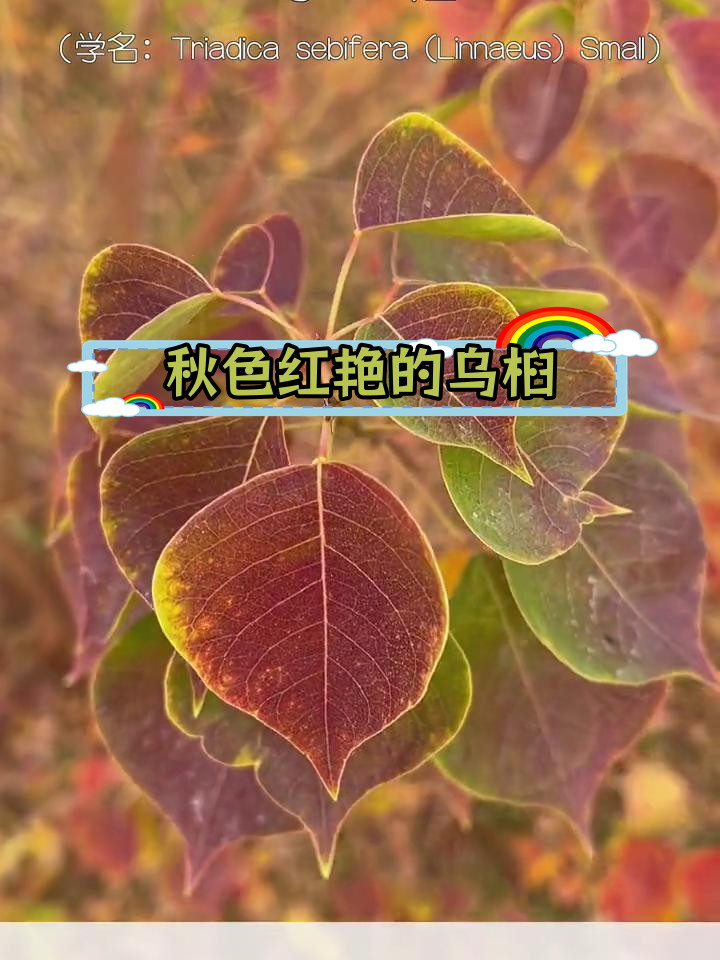 乌桕叶的功效与作用图片