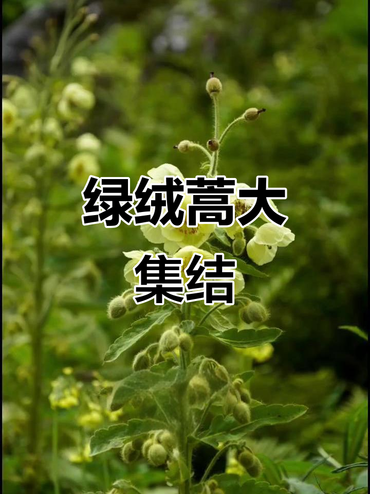 绿绒蒿种类不断增加,努力收集更多!