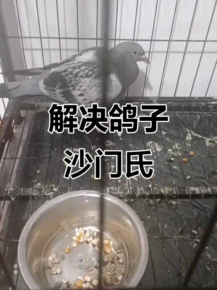 冬季鸽子沙门氏菌感染,如何应对?