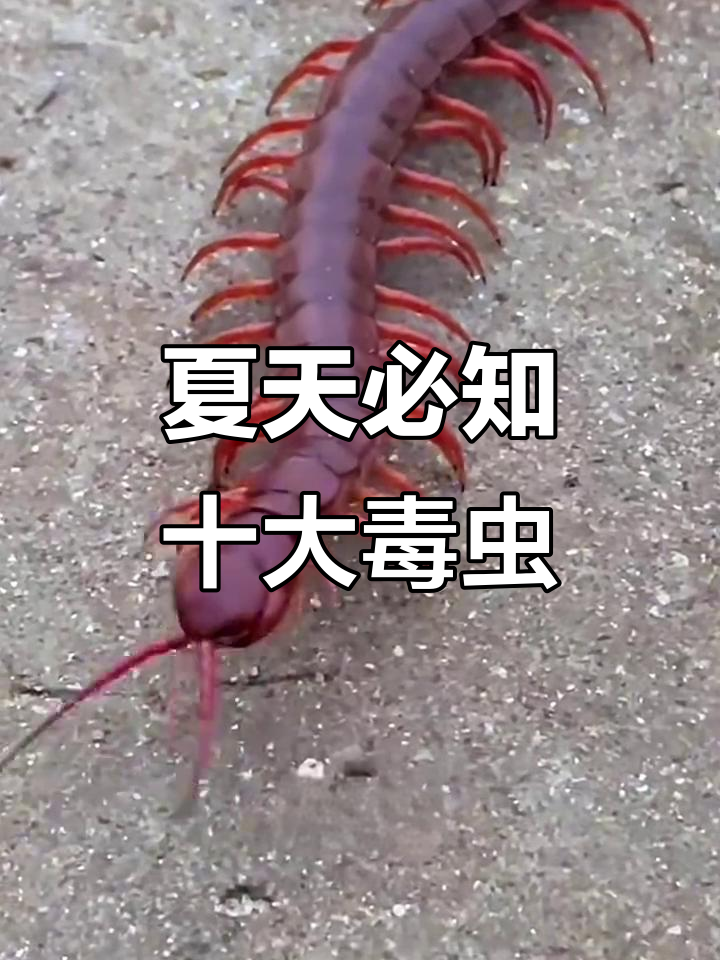 夏季常见10大毒虫,认清它们别乱拍