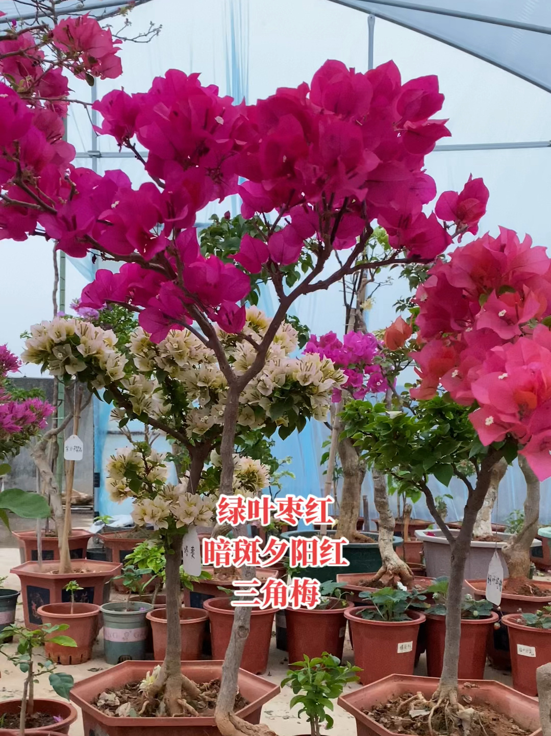 绿叶枣红三角梅