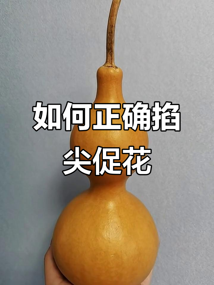 葫芦掐尖技巧与作用,助你提高产量