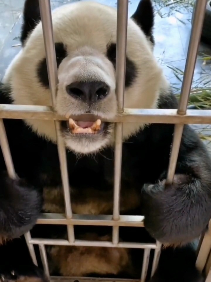 国宝熊猫,小可爱金虎,小虎子可爱吗?