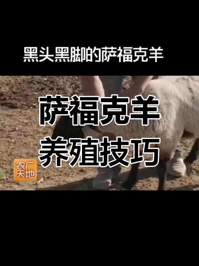 萨福克羊的品种特点与养殖技术