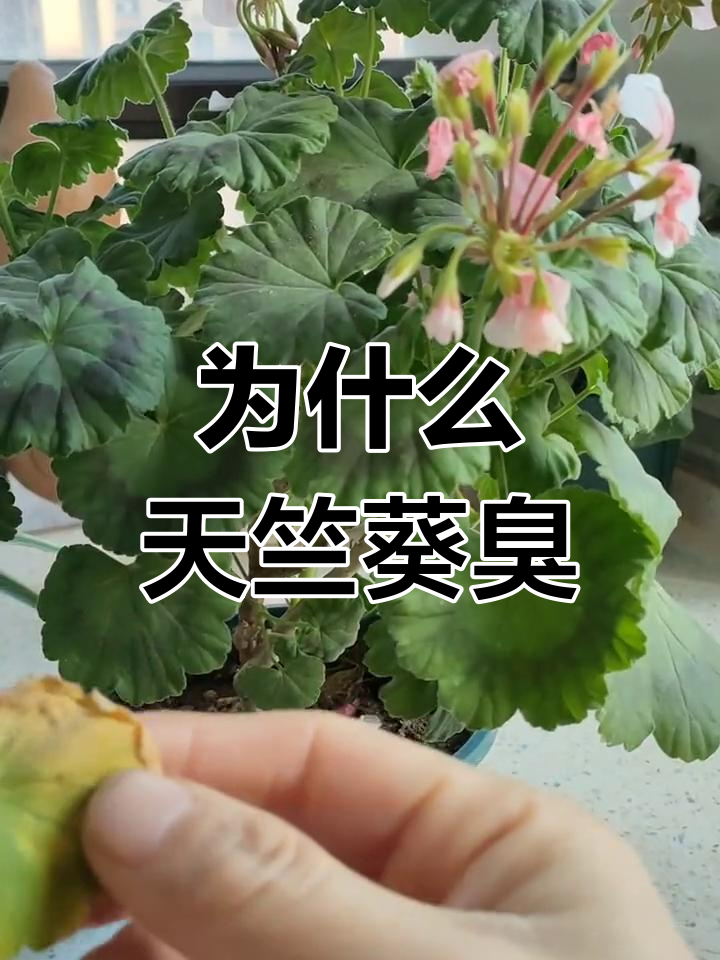 天竺葵为何有臭味?原来是为了驱蚊!