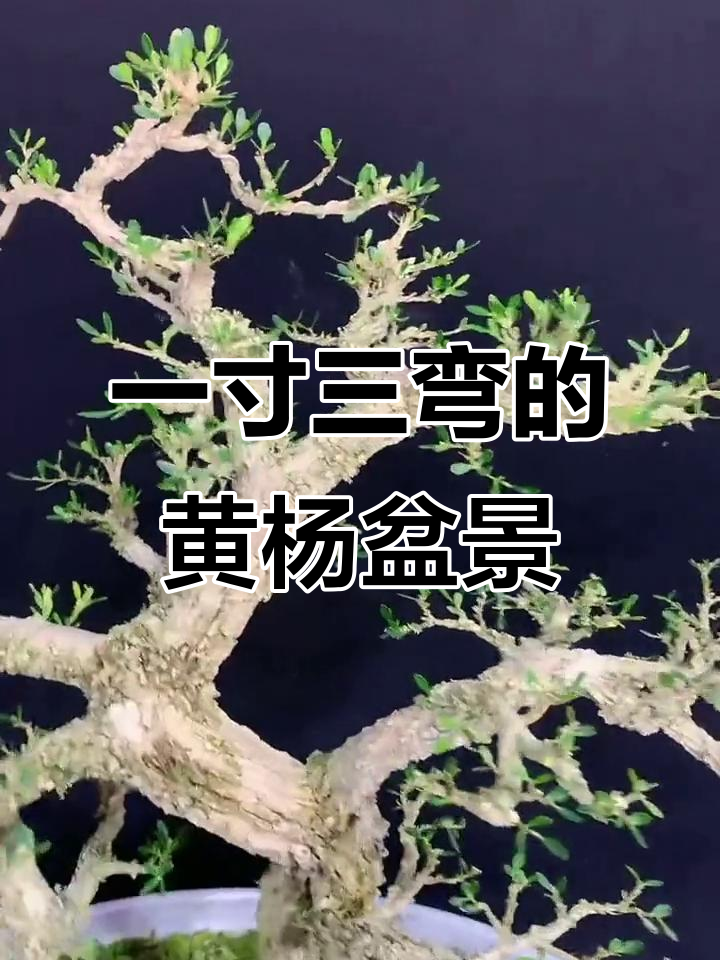 岭南雀舌黄杨盆景:一寸三弯的手工技艺