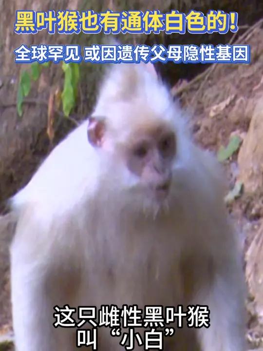 白颊黑叶猴图片