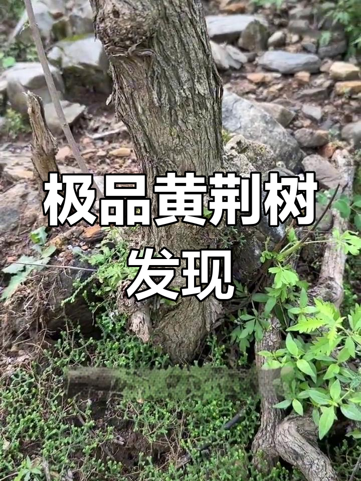 大量收购黄荆树图片