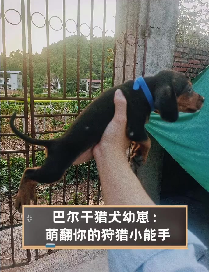 三色巴尔干猎犬图片图片