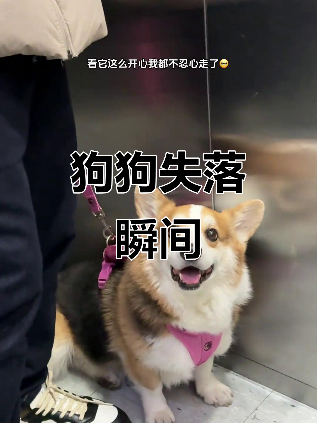 小狗失望了,柯基的委屈表情太让人心疼