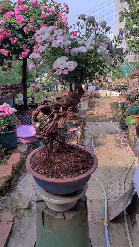 漂亮的月季提根盆景 花卉绿植 养花小知识 养花 月季 盆景-度小视