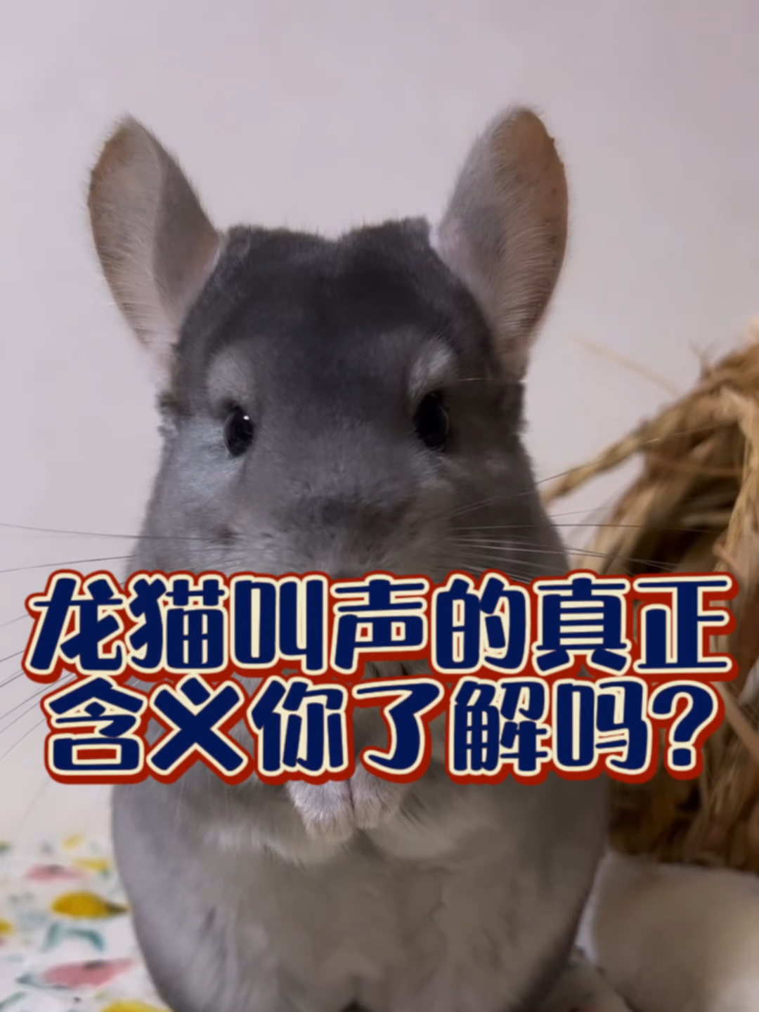 龙猫叫声的真正含义你了解吗?