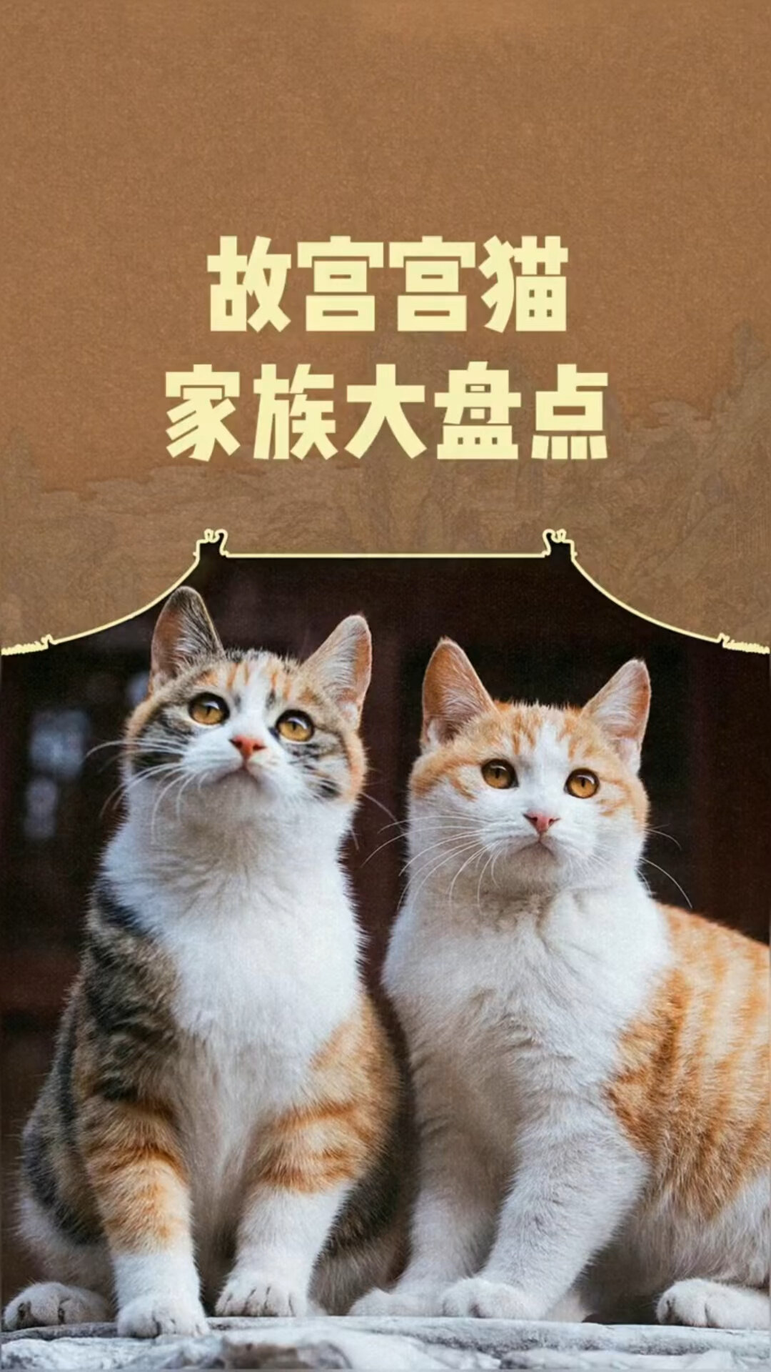 宫猫图鉴个人主页图片