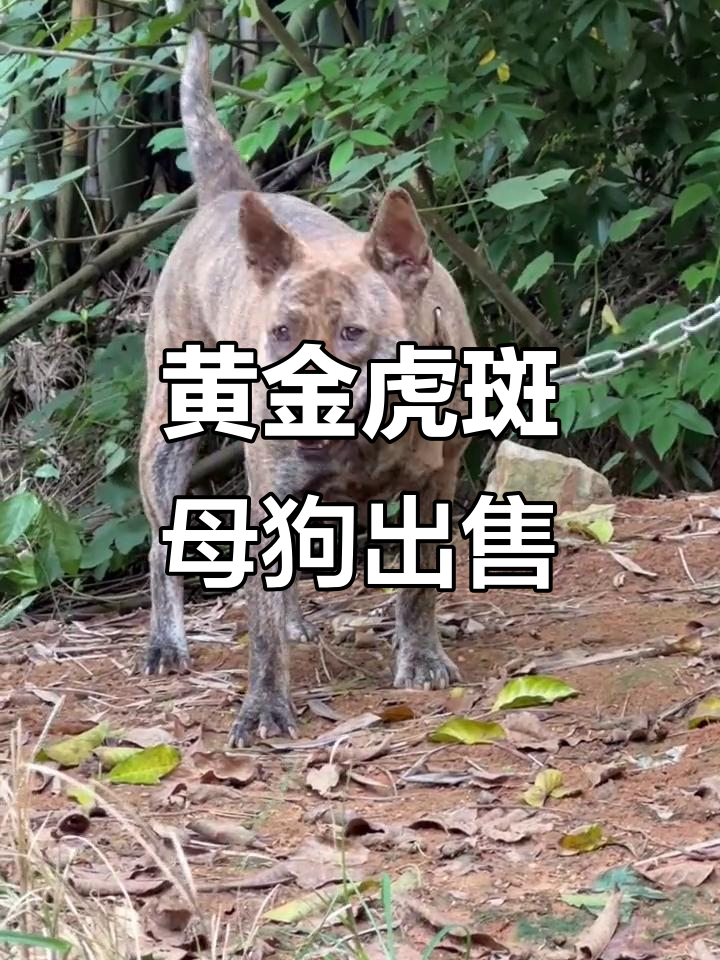 广西虎斑犬转让,中华田园猎犬等你带回家