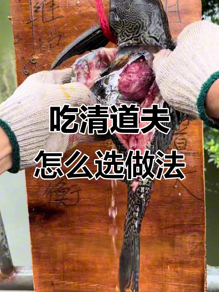清道夫鱼为什么不能吃