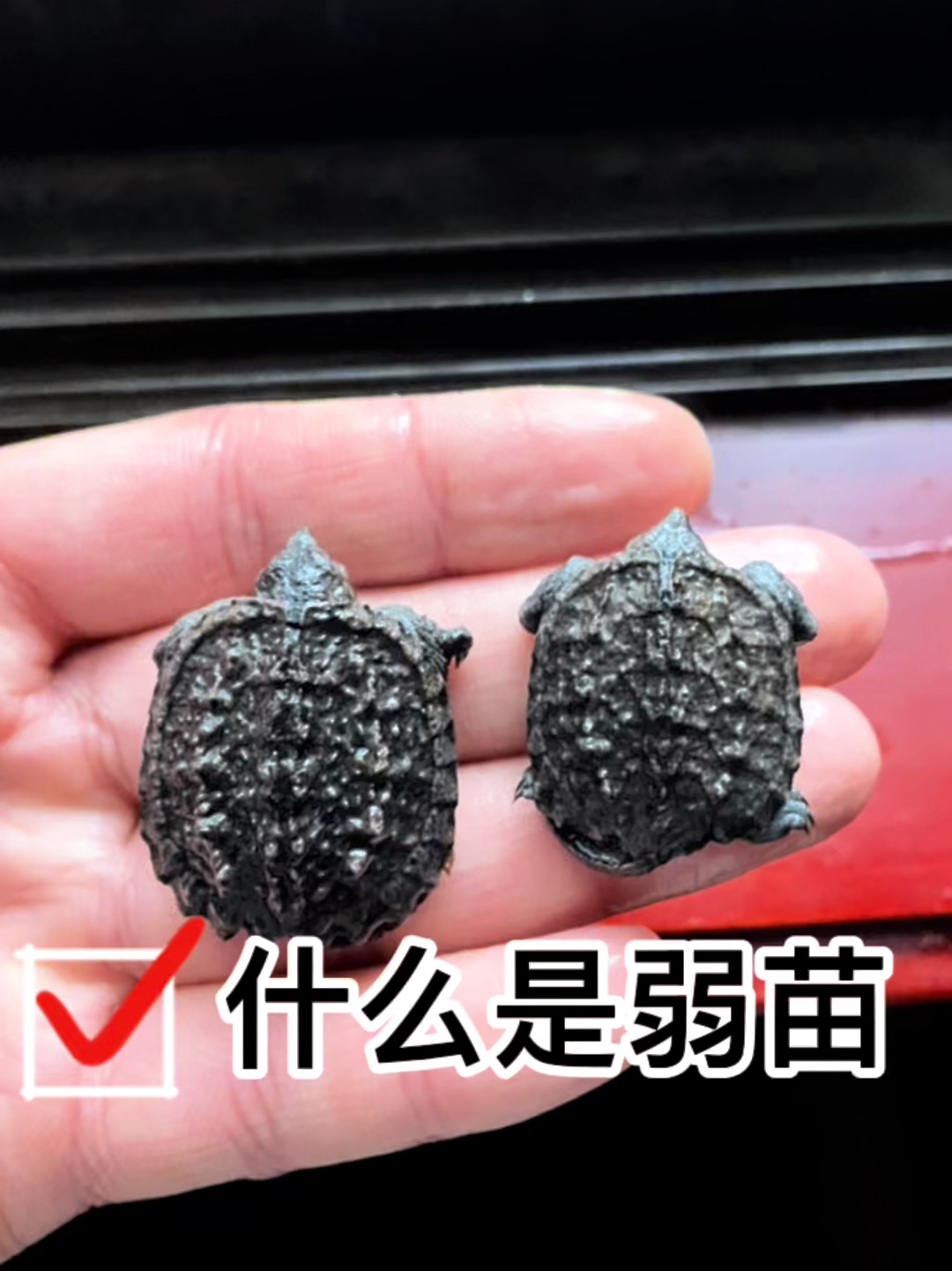 新手如何挑选鳄龟弱苗篇